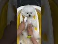 Ce garçon a préparé son chien pour un anniversai