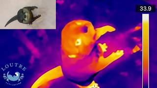 Otters in Thermal Vision!