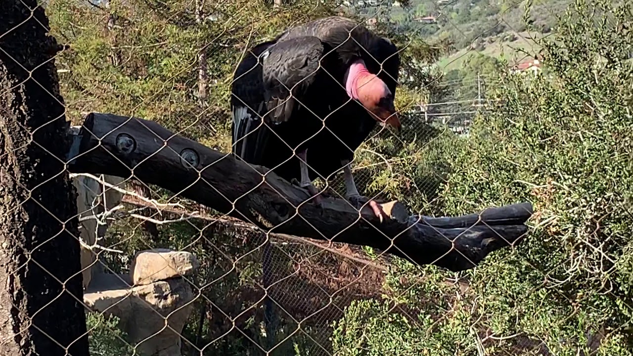 カリフォルニア コンドル サンタバーバラ動物園 California Condor Youtube
