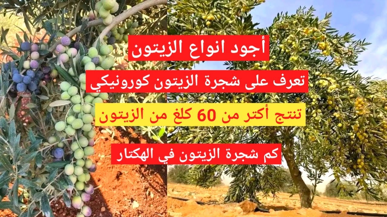 شجرة الزيتون كورونيكي لانتاج زيت الزيتون بكر ممتاز تنتج اكثر من 60 كلغ كم من شجرة الزيتون في الهكتار
