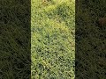 “Low Maintenance Lawn Grass &amp; Garden Tips | Budget-Friendly Ideas” www.samratsoft.in @SamratsoftLawn