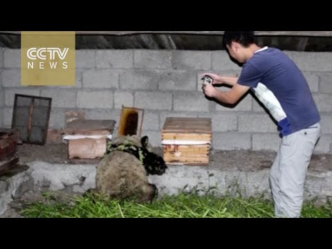 Watch: Panda sneaks into bee farm to steal honey