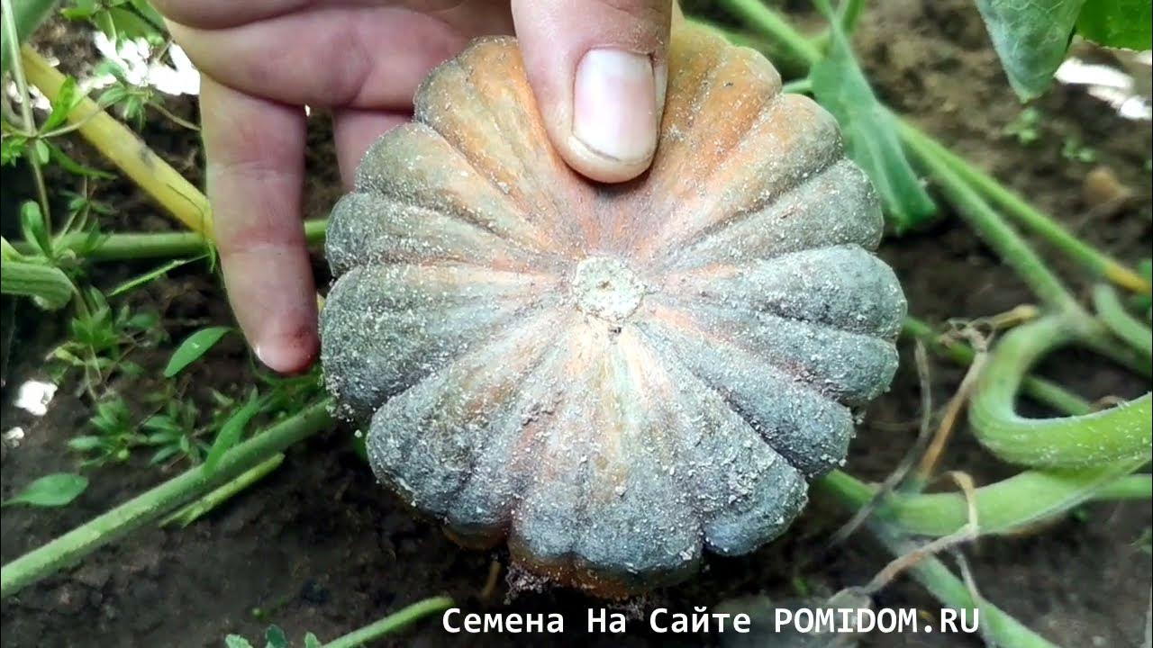 Удивительная Японская Тыква Кабоча Хризантемка Кикудза — 菊座かぼちゃ ...