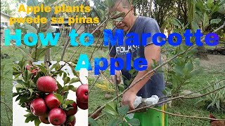 apple planting in the Philippines-check  apple planting in the Philippines success