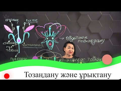 Бейне: Өсімдіктер желмен тозаңданады. қарапайым көктемгі гүлдер