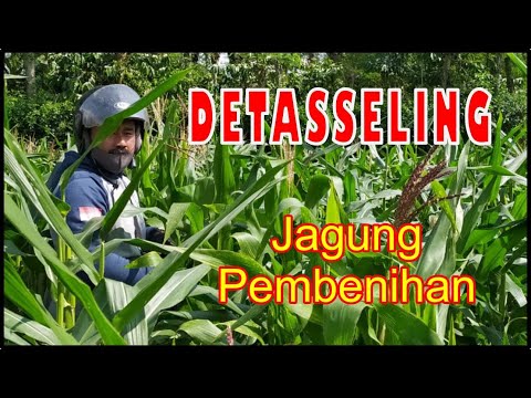 Video: Tutup Kepala Bunga Jagung