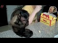 Monkey Boo Loves Bojangles!