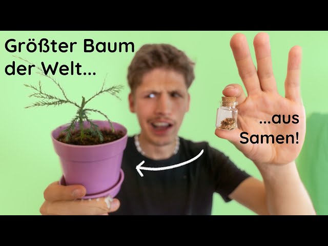 Mammutbaum aus Samen ziehen - Tipps zu Samen, Standort, Substrat, Gieen  und Topf - YouTube