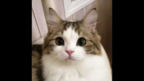 Watch the video about Cute Cats #Shorts