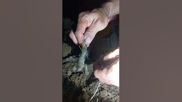 Cách móc mồi nhái câu cá lóc đơn giản mà hiệu quả