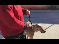 Comportementaliste et educateur canin La Ciotat Bouches du rhône