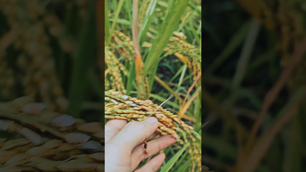 Abundant Harvest: Ripe Rice Fields at Ceking Rice Terrace, Ubud, Bali 