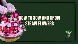 How To Sow And Grow Strawflower - The Ultimate Drying Flower