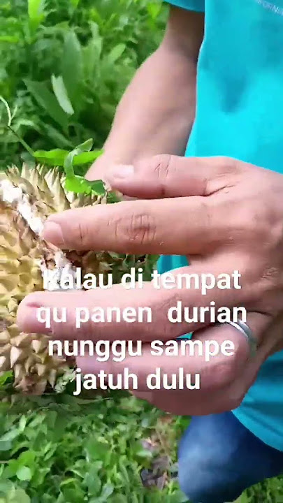 #storywa #kebun  durian lokal