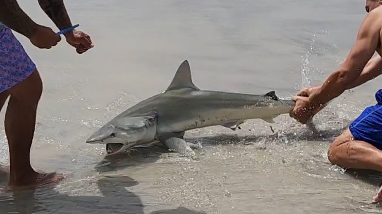 Taxman got taxed this time 😄 Shark fishing on the Beach 6-28-22 Part2 # ...