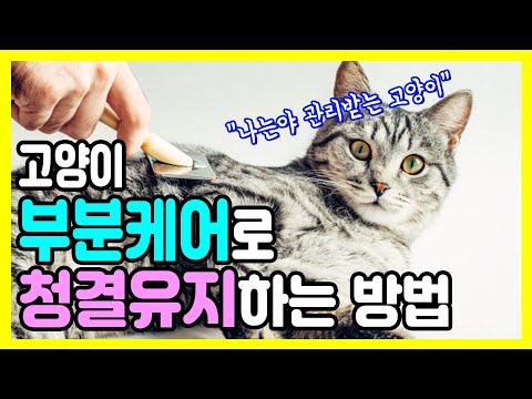 Daily cat partial care. How to keep your cat clean