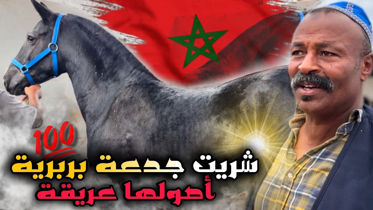 Я купила лошадь 100% берберской породы в Settat, ей два года. Слава богу, у неё очень хороший пед...