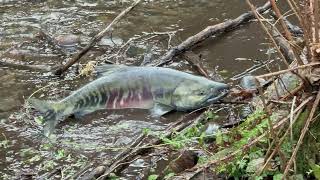 Nisqually Chum Salmon Spawning on Yelm Creek
