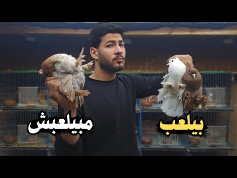 ازاى تعرف الحمام الشقلباظ بيلعب ولا مبيلعبش