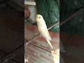 Budjigs|| Crimino budgie redeyes || #shorts #budgies #birds #budgiebreeding