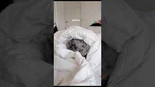 WAIT FOR THE CUT-OFF PART #FUNNY #FYR #MEMES #PETS #CAT #ANIMALS