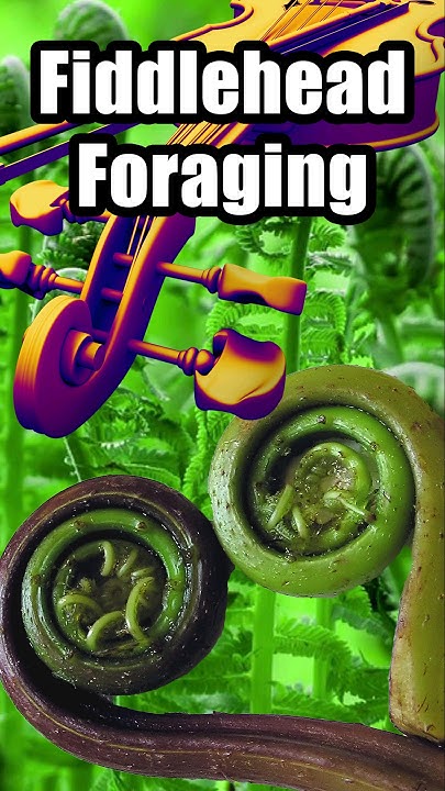 It s the time of season for fiddleheads youtube