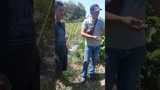 Risks of PacloButrazol Active Ingredient on Chili Plants: Avoid Single Application Without Comple...
