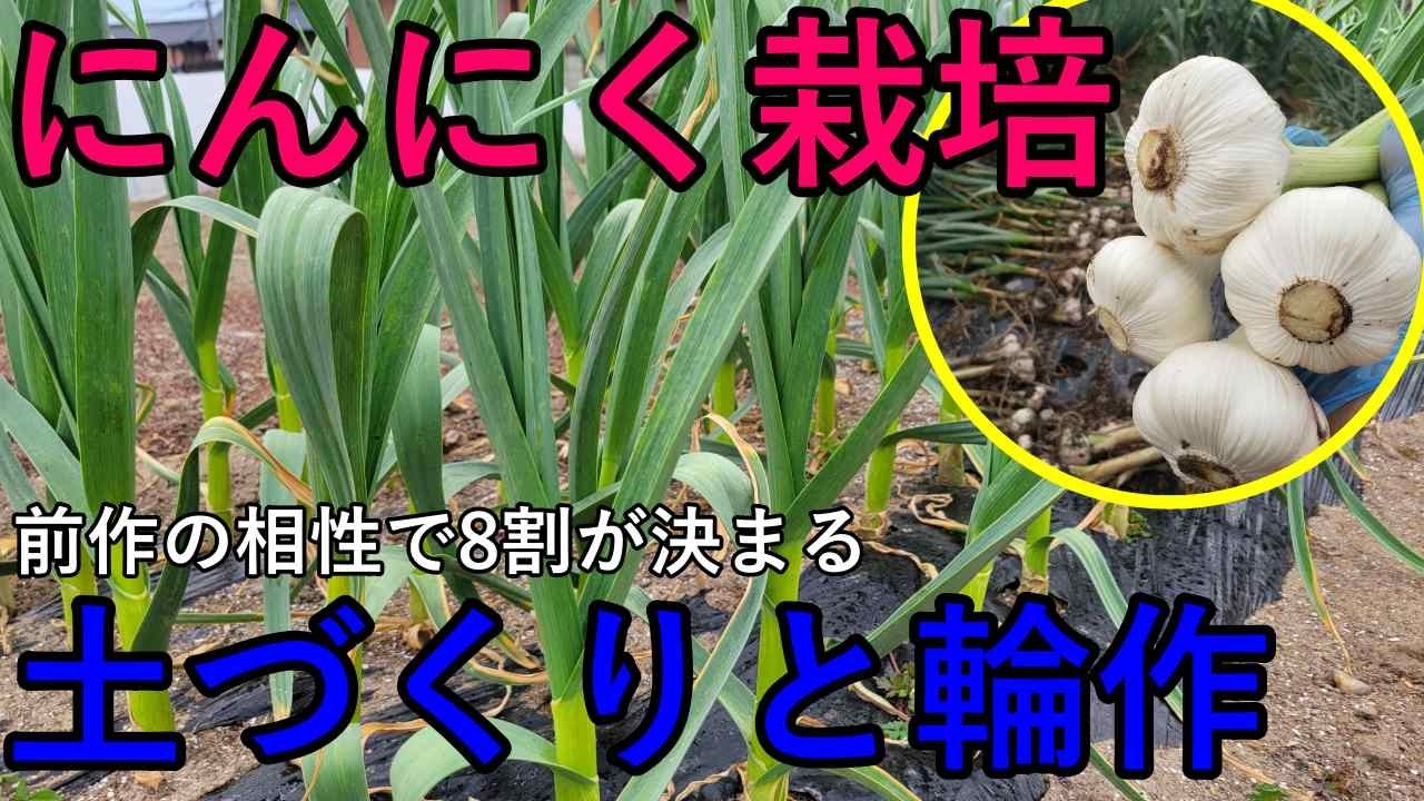 2026年 いよいよにんにくの土づくりスタート｜前作の相性と抜群に育つ