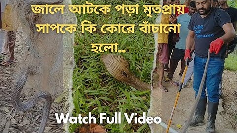 Rescue of snake stuck in net..🐍 #video #trending #snake #rescue #ভিডিও #animals @ReptoHolics
