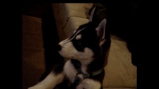 Siberian Husky Watching TV (Kayla)