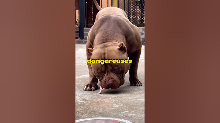 Le pitbull: Le chien le plus dangereuse, voici pourquoi. #viral #short #reels #sport