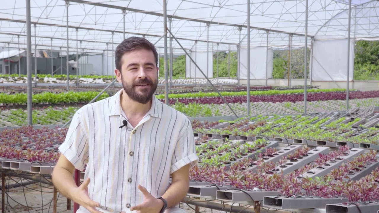 Topraksız tarım mümkün! Hidroponik tarım yöntemiyle yetiştirelen tazecik yeşillikler: Local Greens