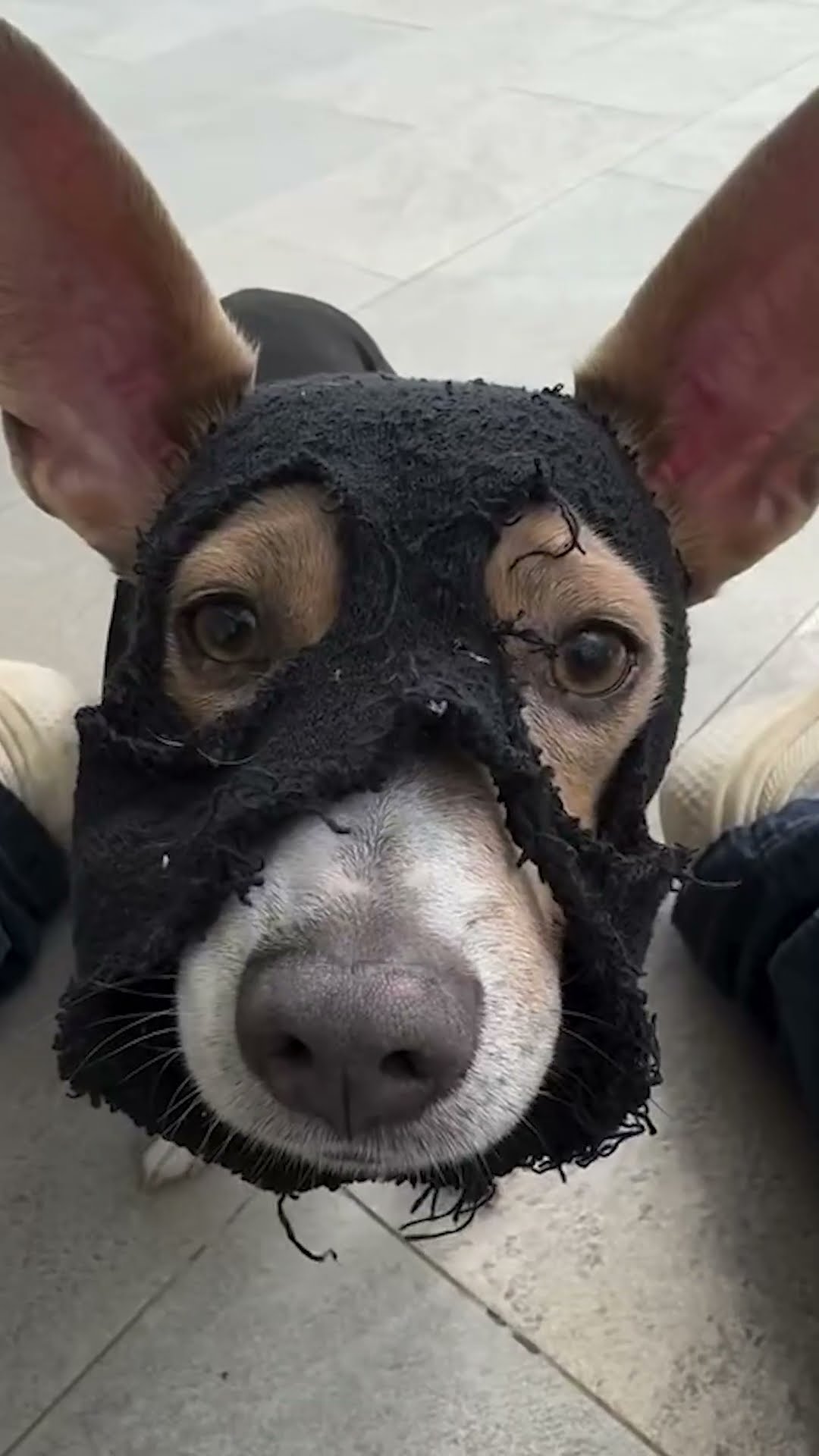 Dog Goes Undercover To Get His Ball Back | The Dodo