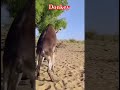 Tharparkar Desert Donkey 🐴