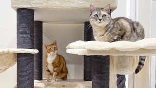 Surprising my cats with the BIGGEST cat tree ever!