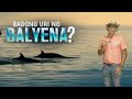 Bagong uri ng Balyena ang pinaniniwalaang nadiskubre sa Mexico | Kaunting Kaalaman