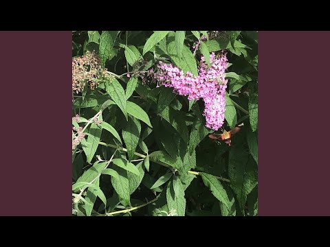 Video: Uobičajena biljka zvijezda padalica: Rastuća zvijezda padalica Wildflower