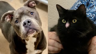 Pets of the Week 21