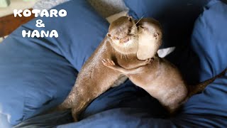 今日からここで寝ます！カワウソが家庭内別居しはじめた　Otter Hiding Under The Sheets