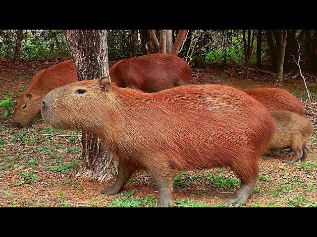 Os vídeos de capivara agiota (@capivaraagiota0) com original sound - Jordan