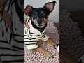 HOLA SOY TOMÁS☺️MIRA MI NUEVO VIDEO EN EL CANAL👇🏻❤️ #viralreels #diversion #viral #pets #viral #fypシ
