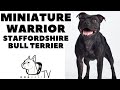 Miniature Warriors - STAFFORDSHIRE BULL TERRIER! DogCastTV!