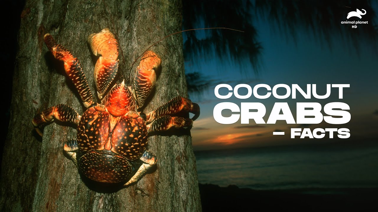 All about Coconut Crabs! Facts Animal YouTube
