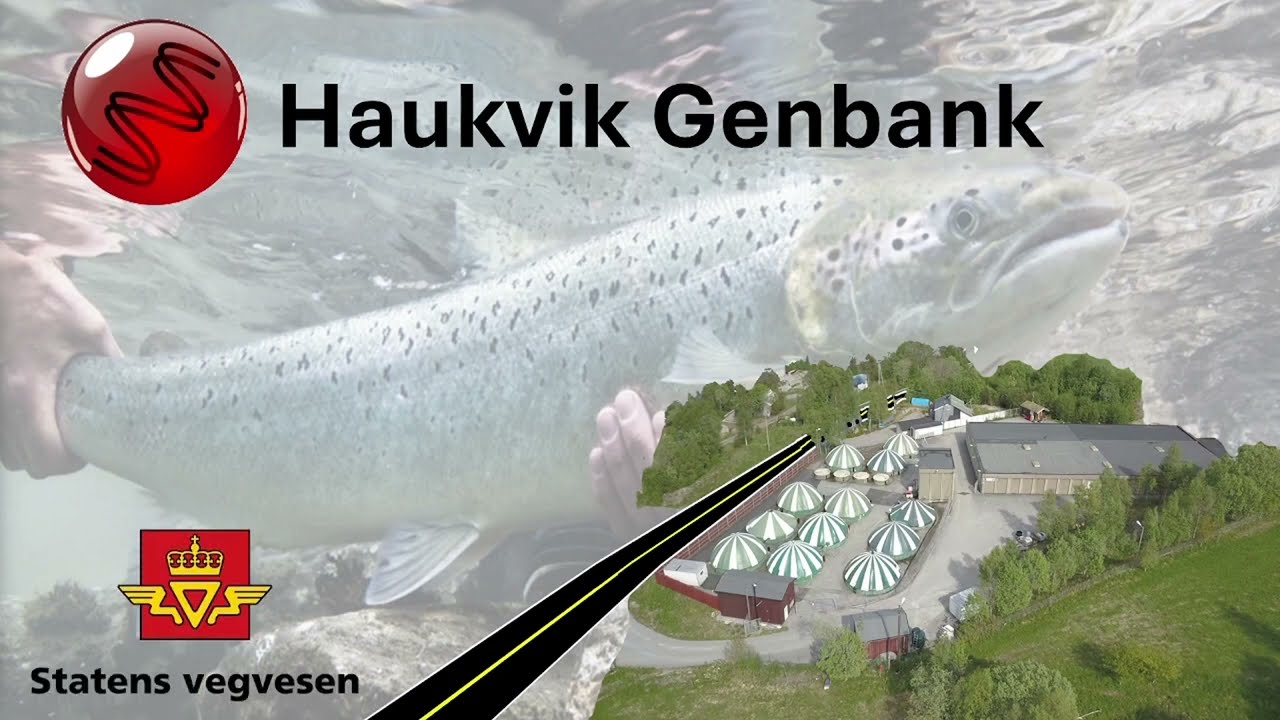 Statens vegvesen bygger E39 over Haukvik-deltaet