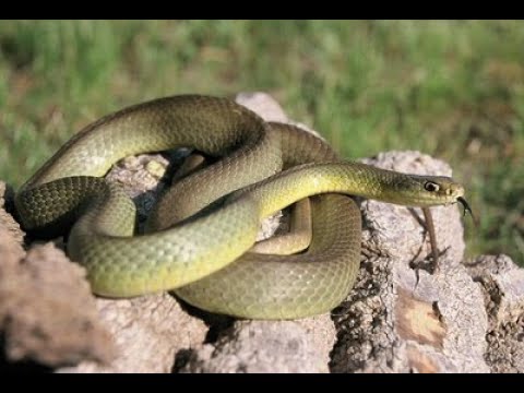 Yellow bellied Racer
