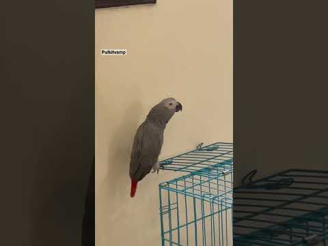 My African Grey Parrot Making Tap Water 💦 Sound 😱