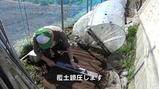 菜園だより200306苗植え・種まき