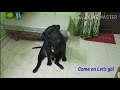 Black Labrador | Funny reaction when Treat is given before walk | INDIAN DOGS | ONLY PET LOVER