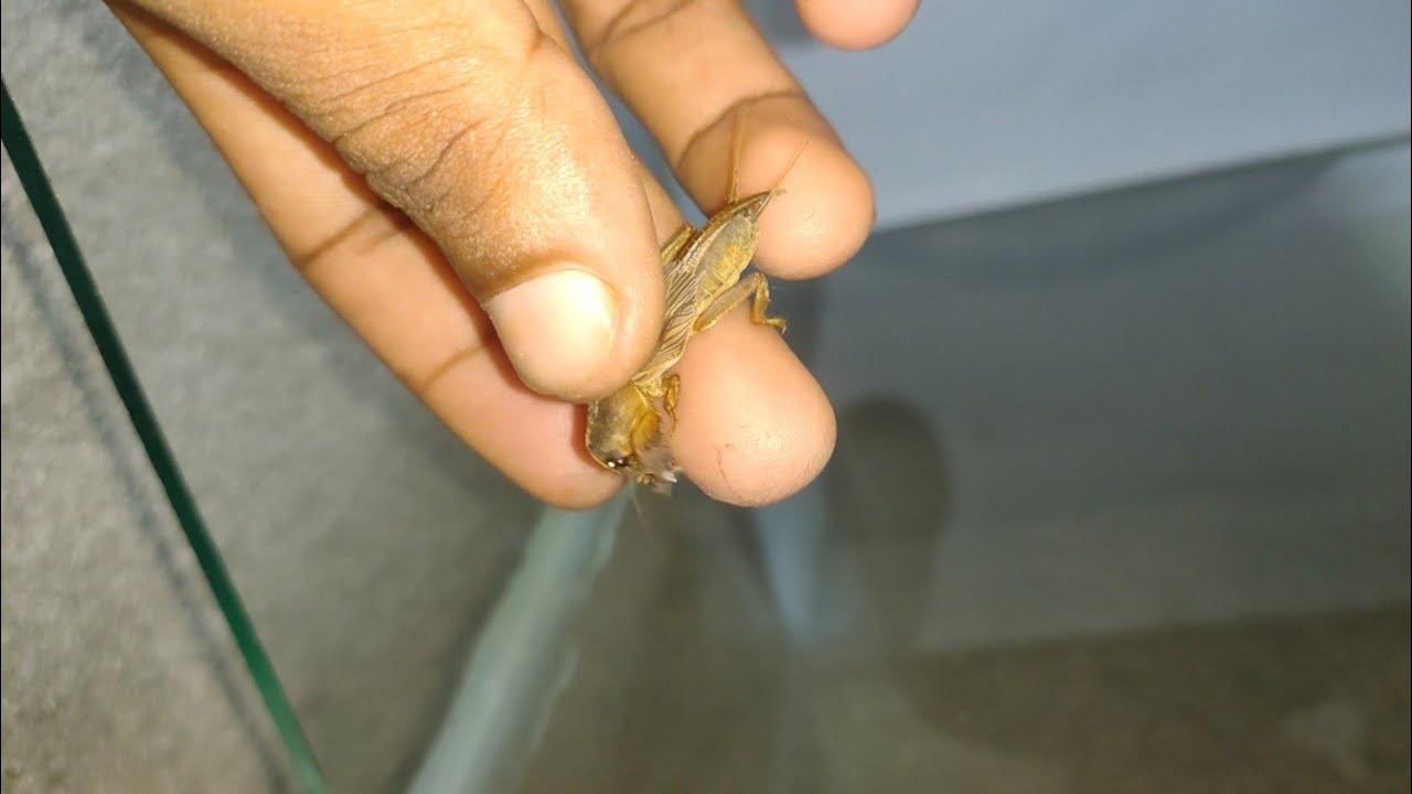 Does Mole cricket bite. YouTube
