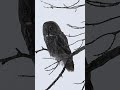 Rare Quebec owl with the creepiest stare 👀 #shorts #birdwatching #wildlife